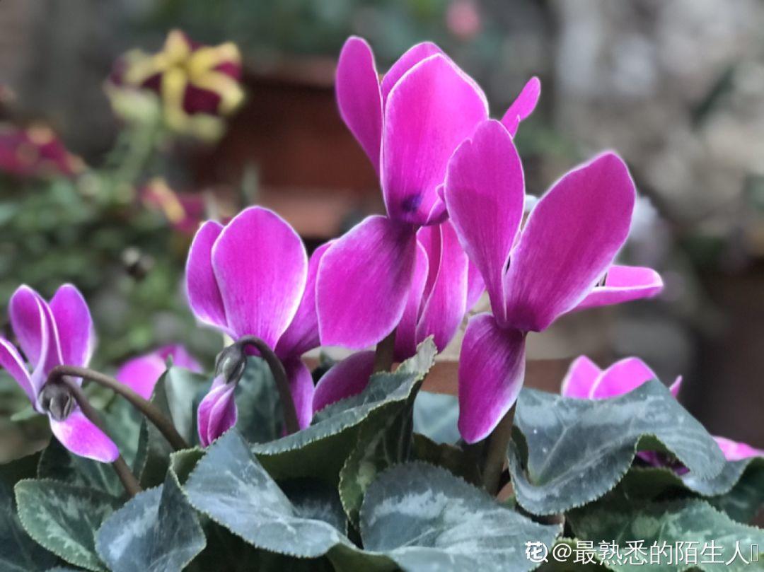 一春一秋不開花的生肖介紹(一春一秋不開花是什么生肖)