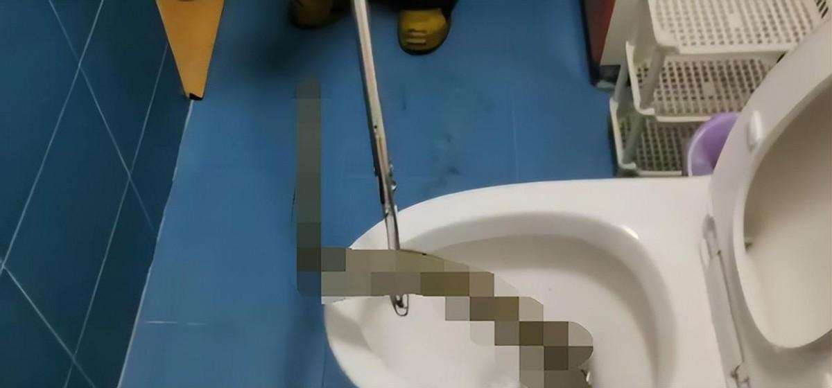 蛇為什么會鉆進馬桶(蛇為什么會從馬桶里鉆出來)