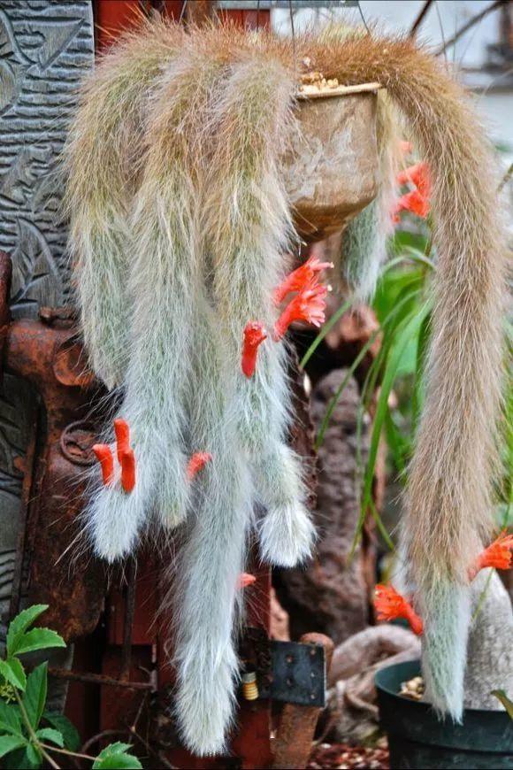 一春一秋不開花的生肖介紹(一春一秋不開花是什么生肖)