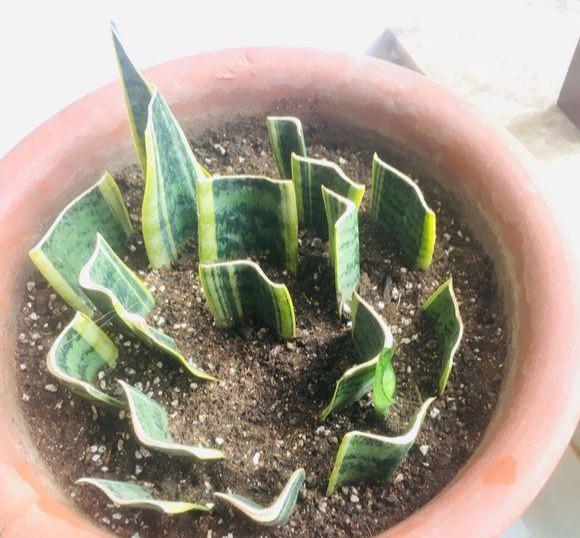 虎尾蘭的繁殖方法介紹(虎尾蘭的繁殖方法)