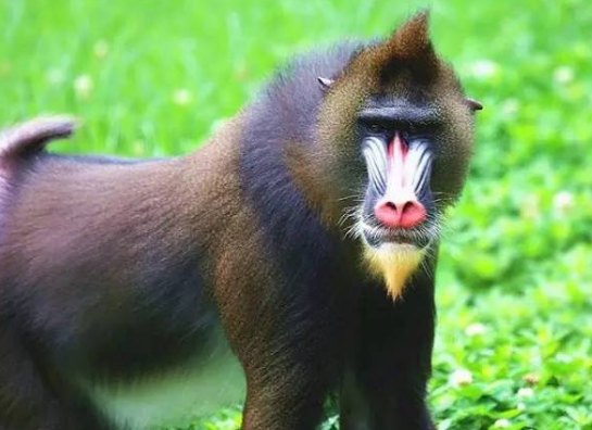 馬猴為什么不合(為什么叫馬猴)