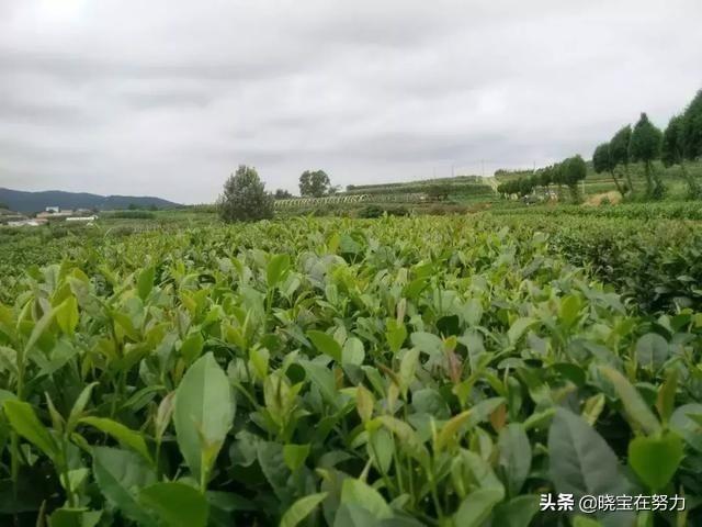 山東特產(chǎn)(山東特產(chǎn)排行榜前十名)