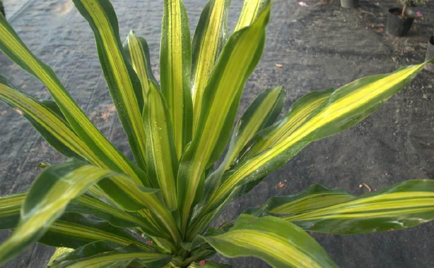 巴西美人繁殖教程和禁忌介紹(巴西美人繁殖方法和注意事項)