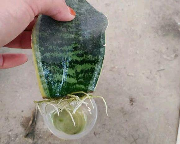 虎尾蘭的繁殖方法介紹(虎尾蘭的繁殖方法)