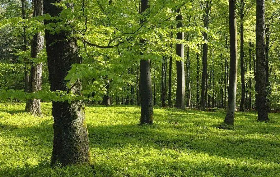 熱文木會是什么字(木會讀什么)