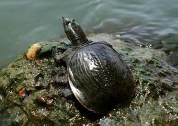 殺甲魚有什么忌諱(殺甲魚會有什么報應嗎)