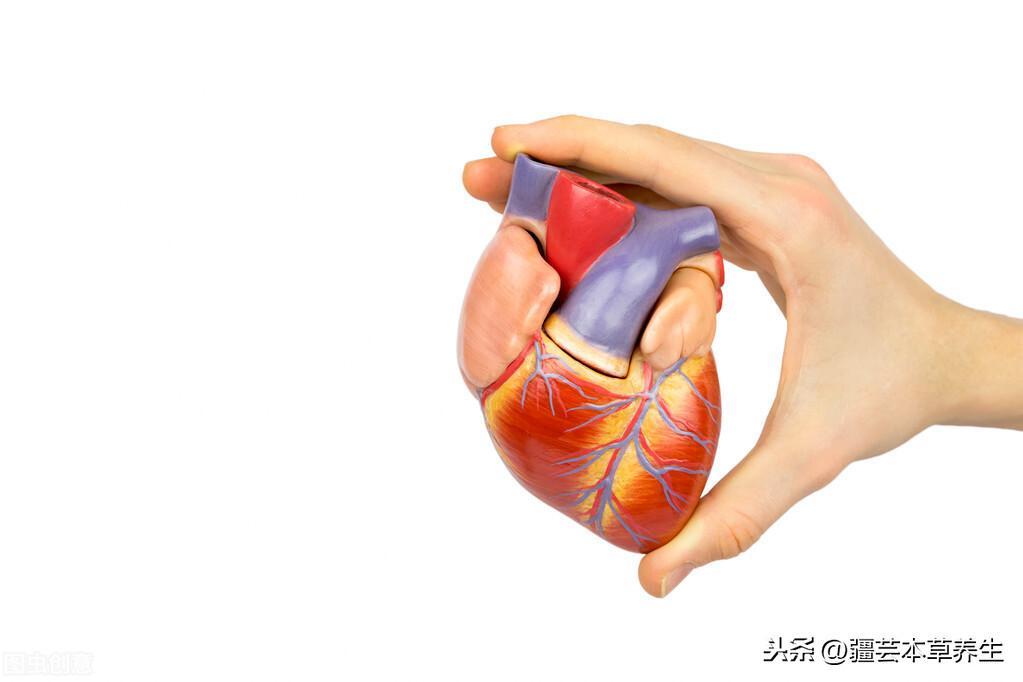 靈芝泡水的功效和作用(丹參靈芝泡水喝的功效與作用)