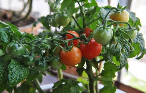 如何在家留種子種植圣女果(圣女果怎么留種子)