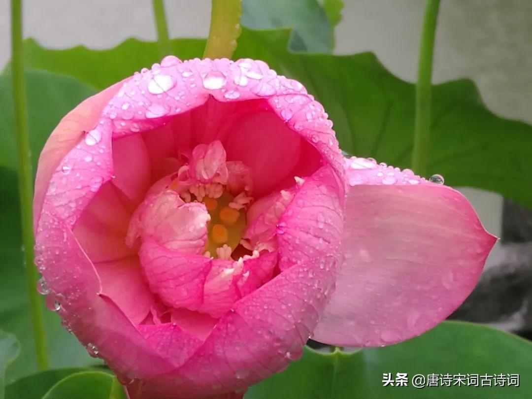 描寫夏日荷花初開的優美句子(夏日荷花初開的優美句子)