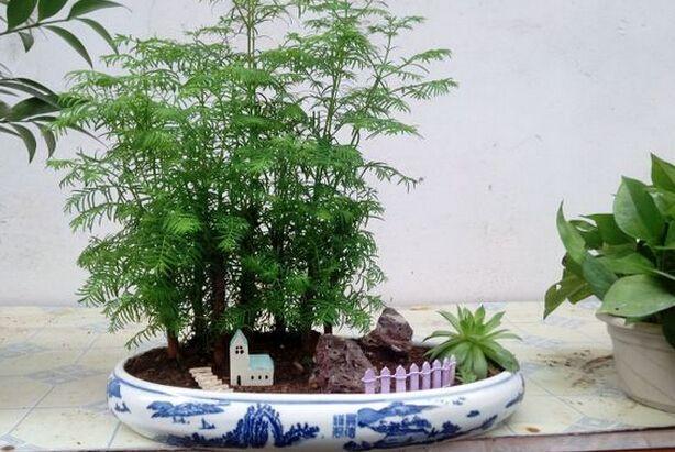 水杉盆景如何養殖(水杉盆景的養殖方法)