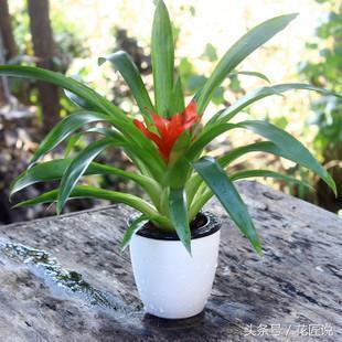 小紅星如何養長的好(小紅星怎么養長的好)