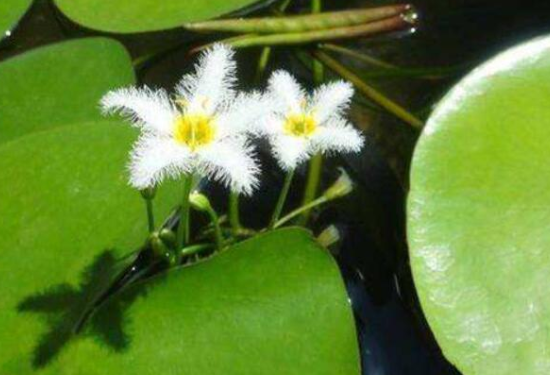 熱文一葉蓮可以養多長時間(一葉蓮能養多久)