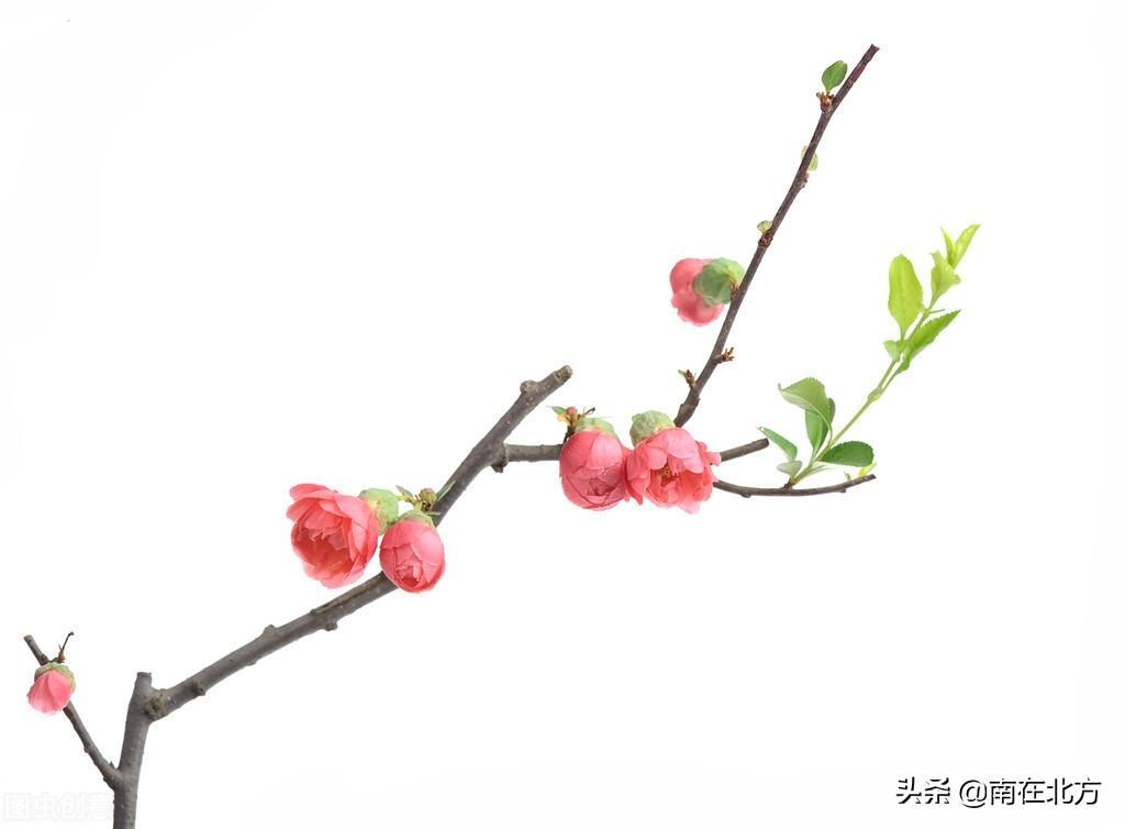 王維的簡介(王維的作品有哪些)