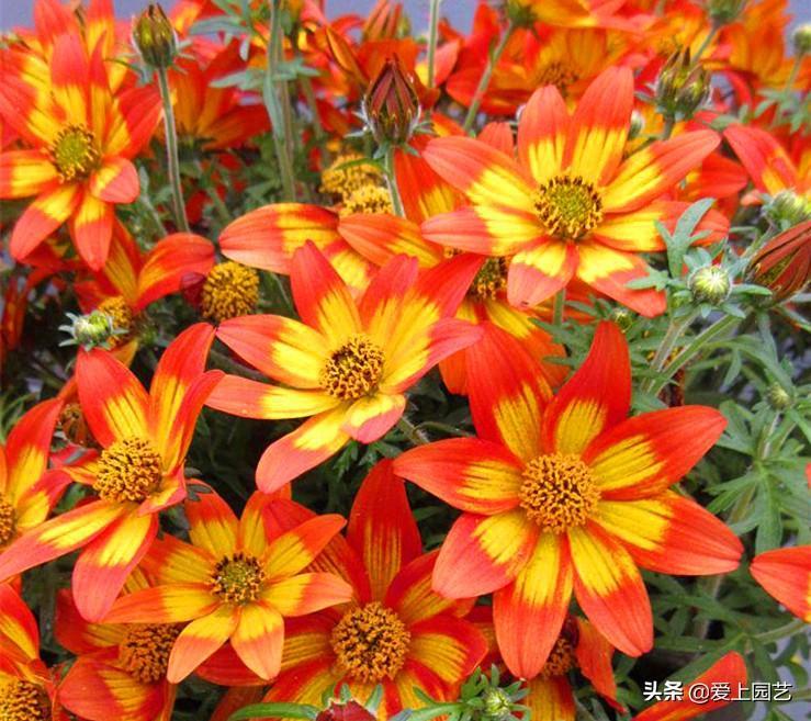 熱文鬼針草養殖方法和注意事項介紹(鬼針草養殖方法和注意事項)