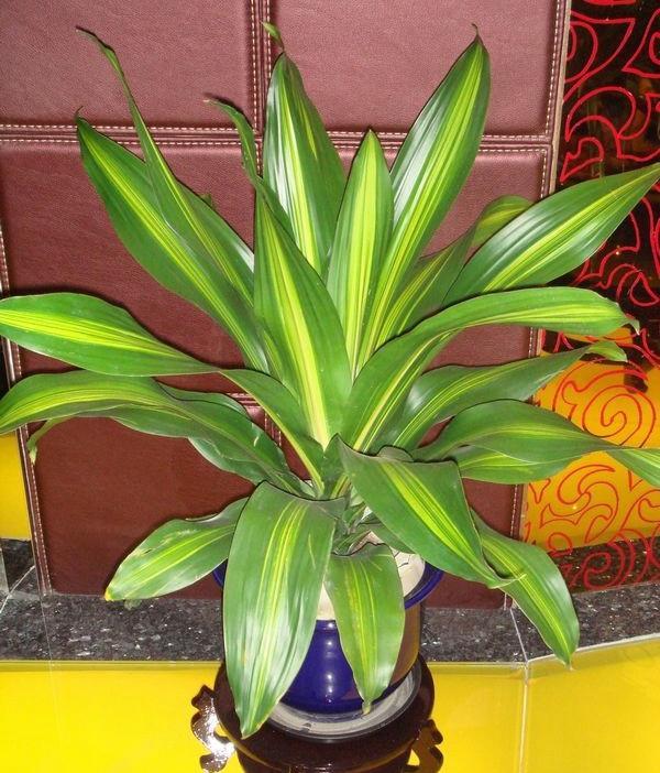 巴西美人繁殖教程和禁忌介紹(巴西美人繁殖方法和注意事項)