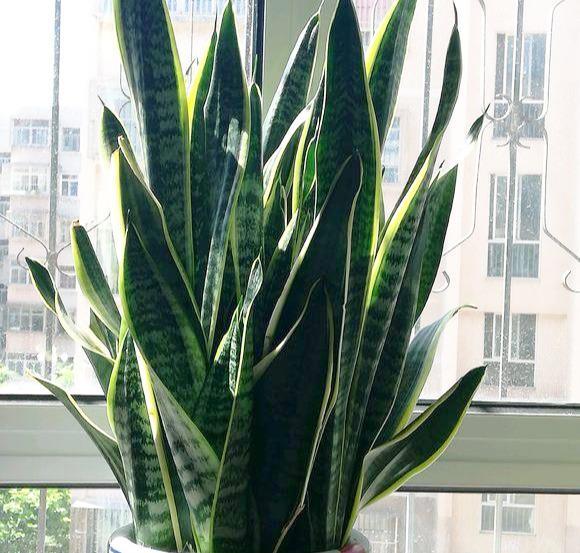 虎尾蘭的繁殖方法介紹(虎尾蘭的繁殖方法)