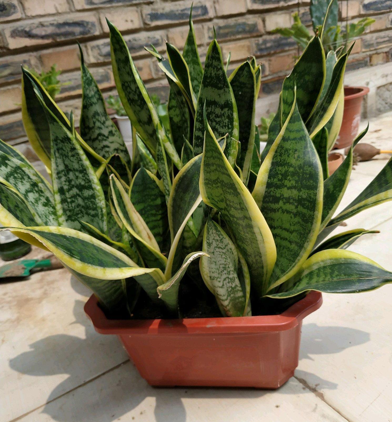 虎尾蘭的繁殖方法介紹(虎尾蘭的繁殖方法)