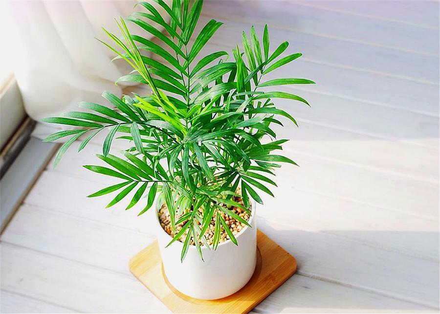 熱文袖珍椰子如何修剪(袖珍椰子怎么修剪方法)