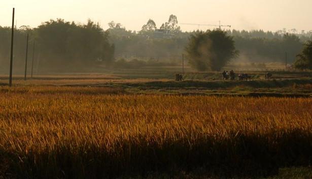 杜甫秋雨嘆三首原詩閱讀(杜甫秋雨嘆三首闌風長雨秋紛紛四海八荒同一云注釋翻譯)