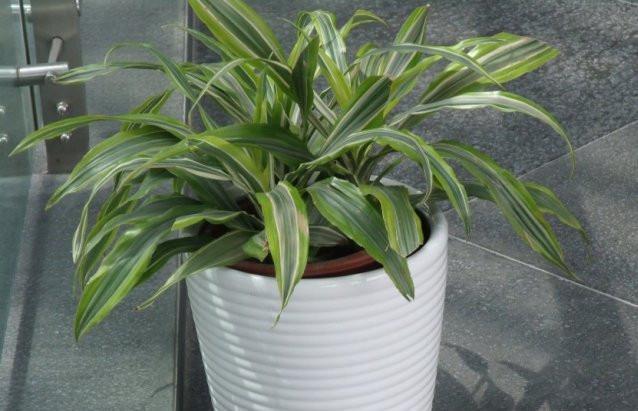 巴西美人繁殖教程和禁忌介紹(巴西美人繁殖方法和注意事項)