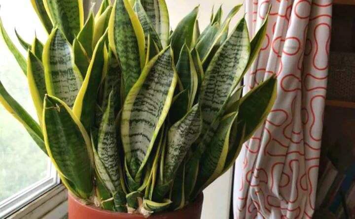 虎尾蘭的繁殖方法介紹(虎尾蘭的繁殖方法)