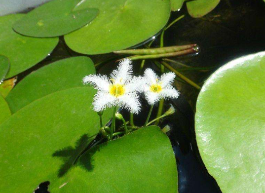 熱文一葉蓮可以養多長時間(一葉蓮能養多久)