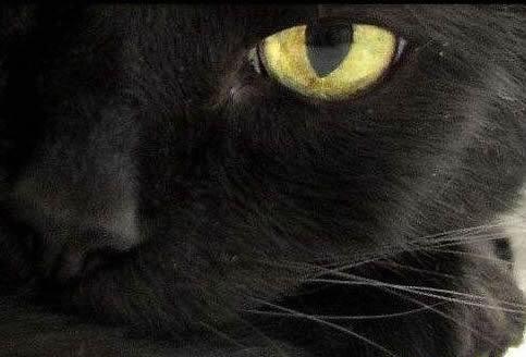 養(yǎng)貓的風(fēng)水講究介紹(養(yǎng)貓的風(fēng)水講究)