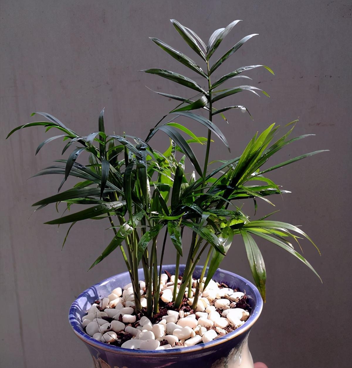 熱文袖珍椰子如何修剪(袖珍椰子怎么修剪方法)