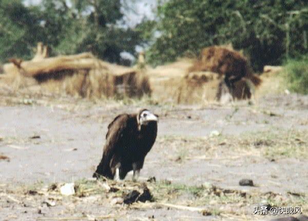 卡特是個好人(凱文卡特是好人嗎)