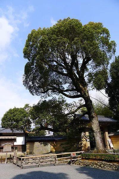 京都五大寺院分別叫什么？(足利義滿)