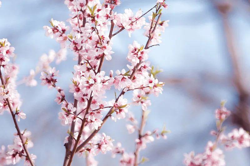 春天到來的詩(shī)句有哪些，描寫春天的古詩(shī)大全