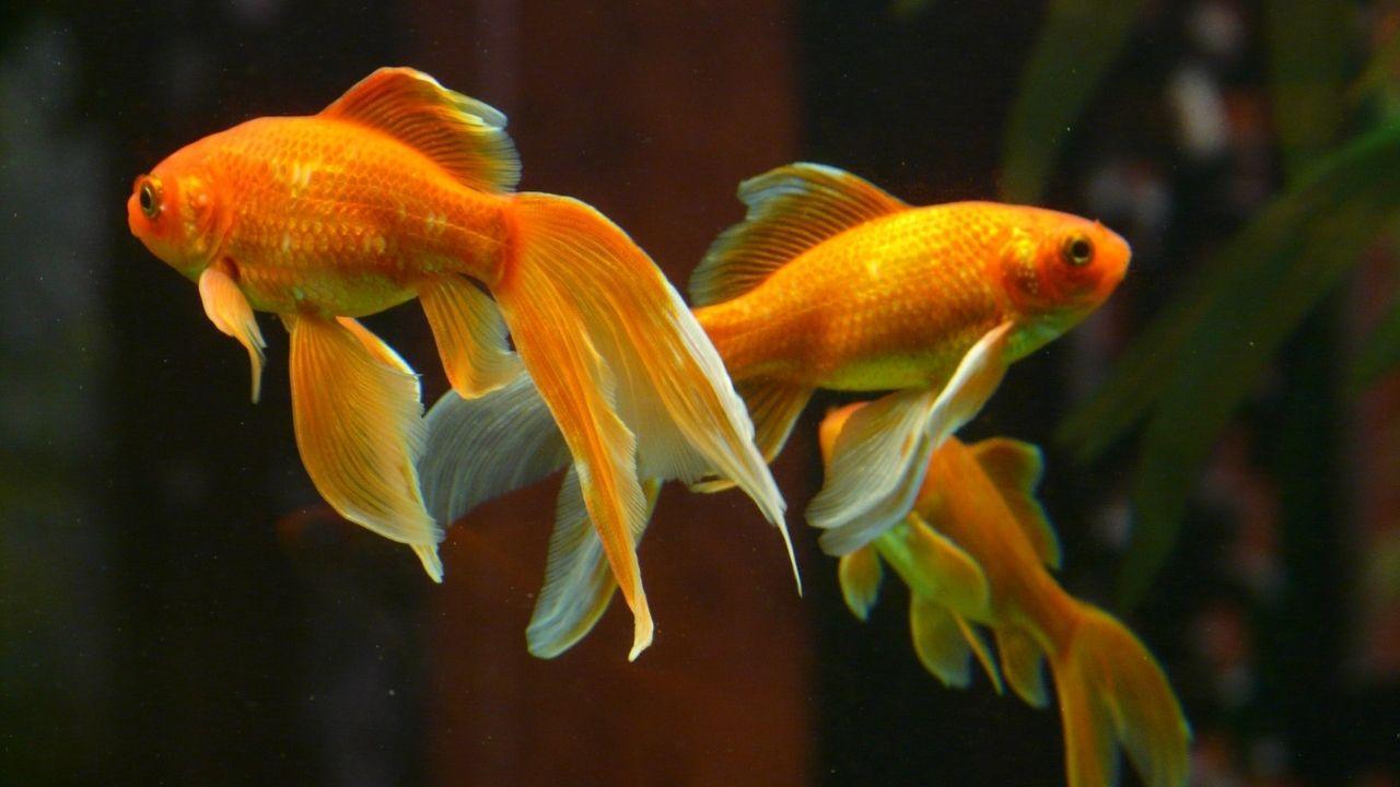 十大養不死的淡水魚（十種適合淡水飼養的觀賞魚）