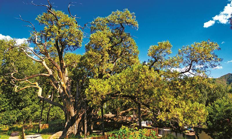 圓柏胸徑(圓柏葉中藥)