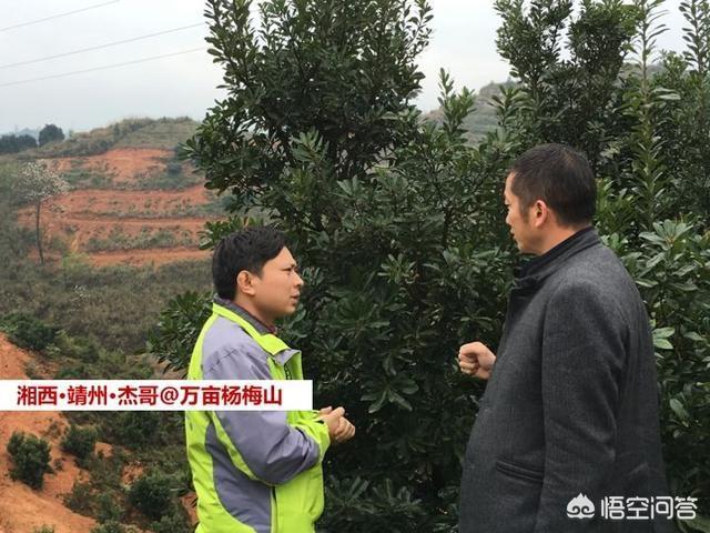 中國楊梅哪里的最有名(什么品種楊梅最好吃)