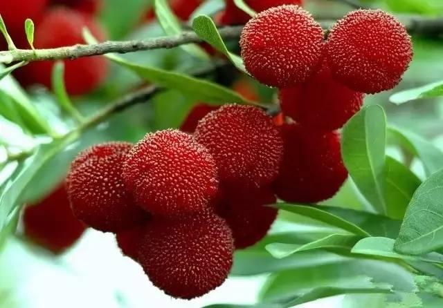 中國楊梅哪里的最有名(什么品種楊梅最好吃)