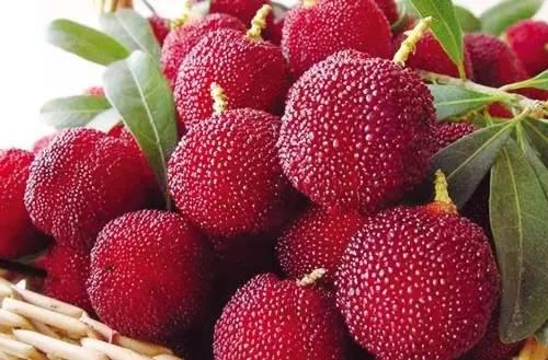 中國楊梅哪里的最有名(什么品種楊梅最好吃)