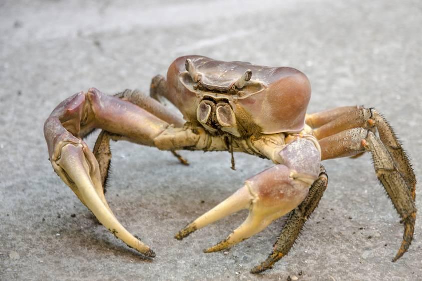 中國十大毒螃蟹圖片(中國最有名的螃蟹排名前10)