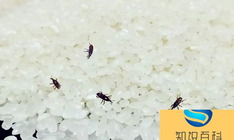 米蟲離開米會自動死嗎