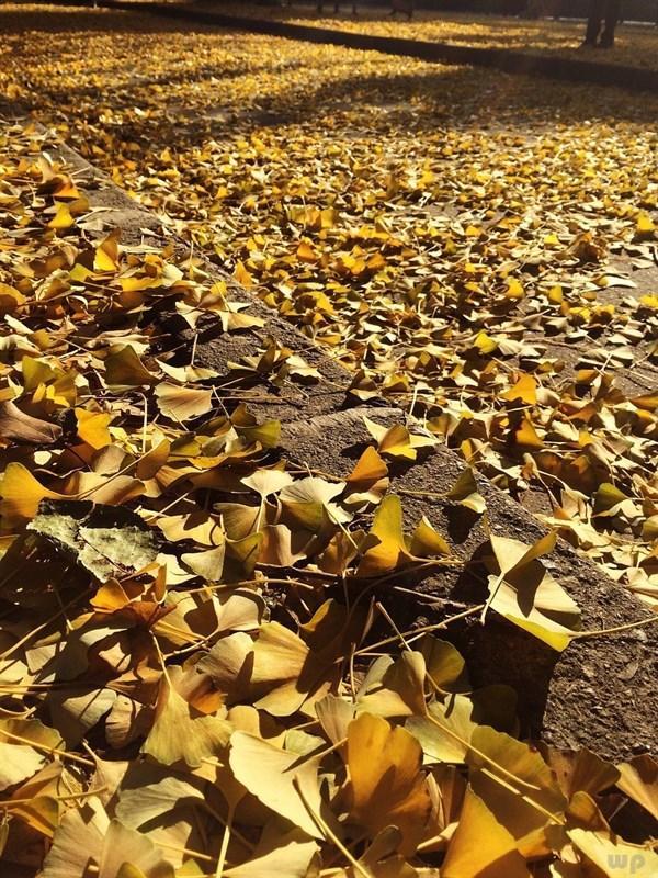 卑微到塵埃里的傷感說說短語「精選34句推薦」