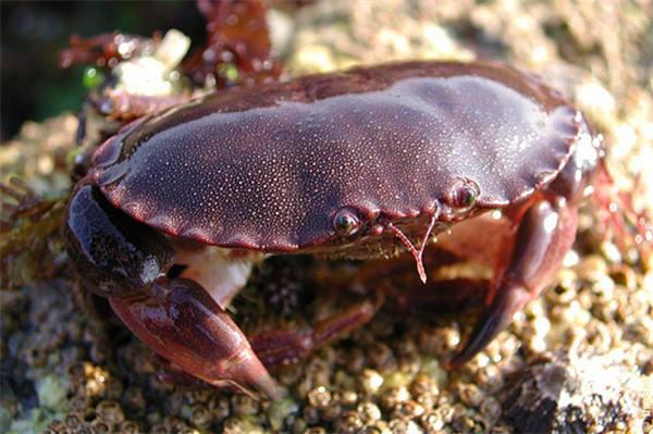 中國十大毒螃蟹圖片(中國最有名的螃蟹排名前10)