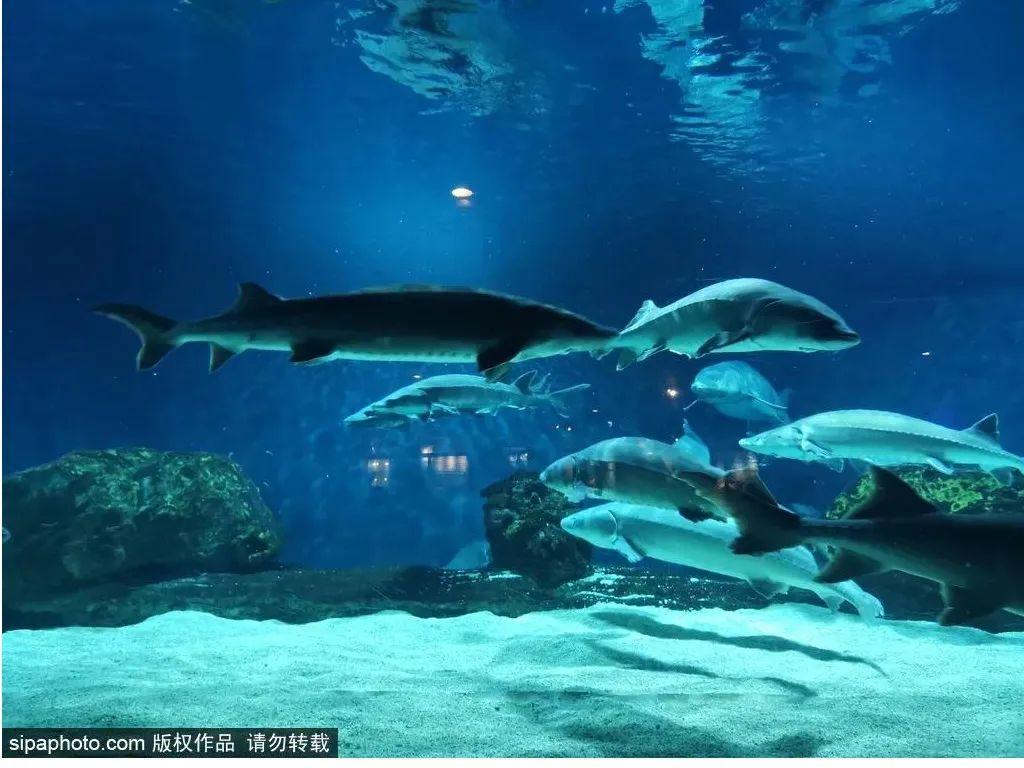 中國最大的海洋館排名前十(中國最好水族館的排行)