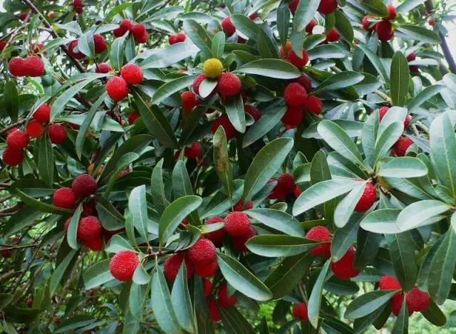 中國楊梅哪里的最有名(什么品種楊梅最好吃)