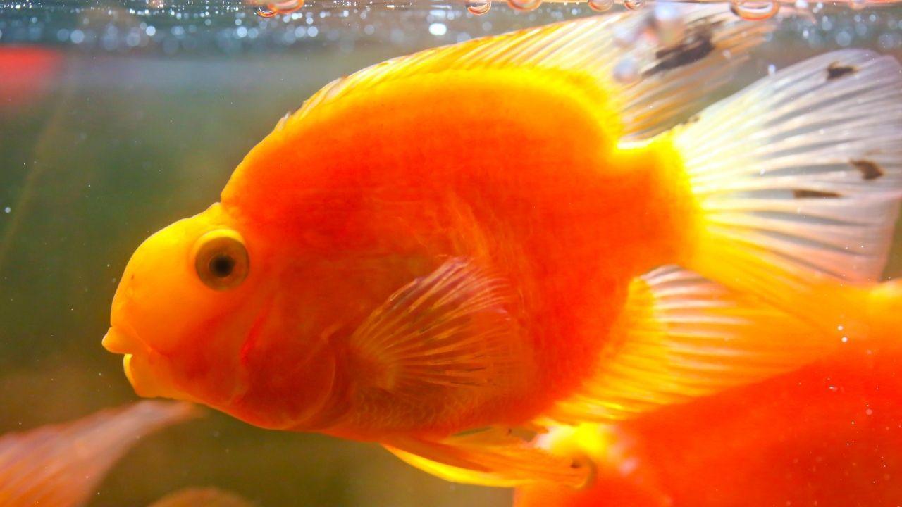十大養不死的淡水魚（十種適合淡水飼養的觀賞魚）