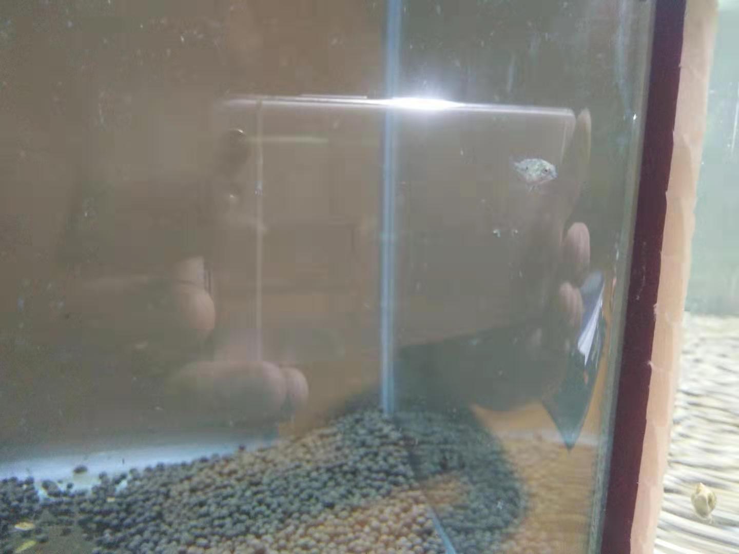 迷你鸚鵡魚每個階段喂什么？(鸚鵡魚吃什么)