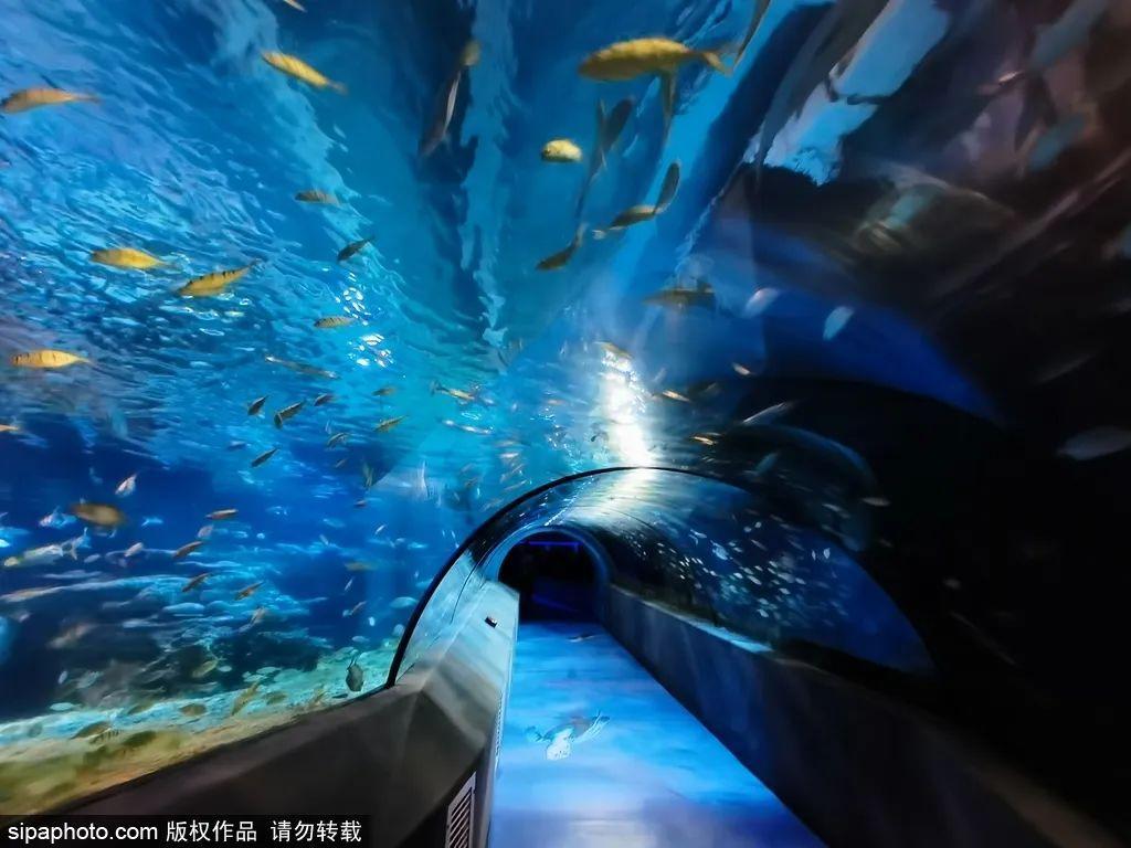 中國最大的海洋館排名前十(中國最好水族館的排行)
