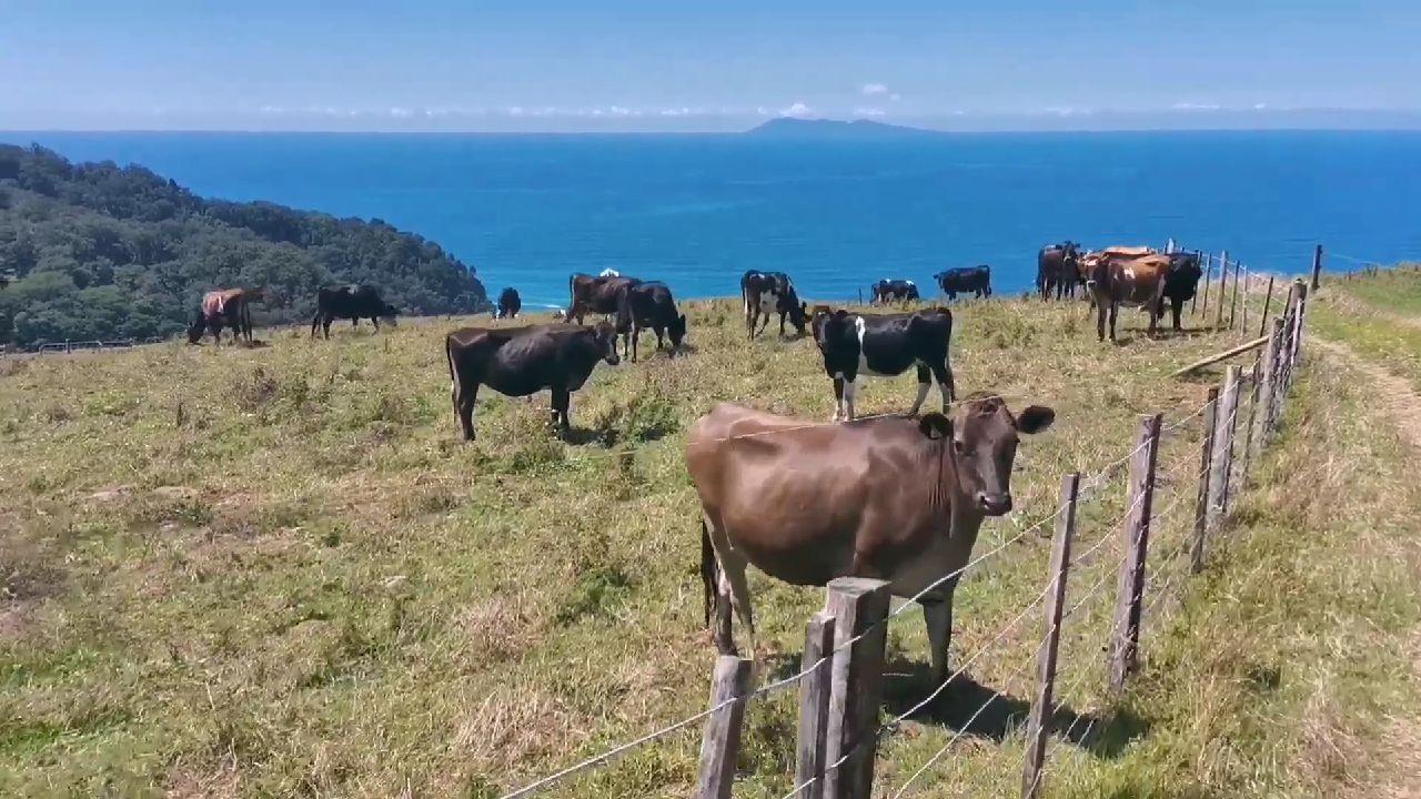 去一趟新西蘭要花多少錢(去新西蘭旅游多少錢)