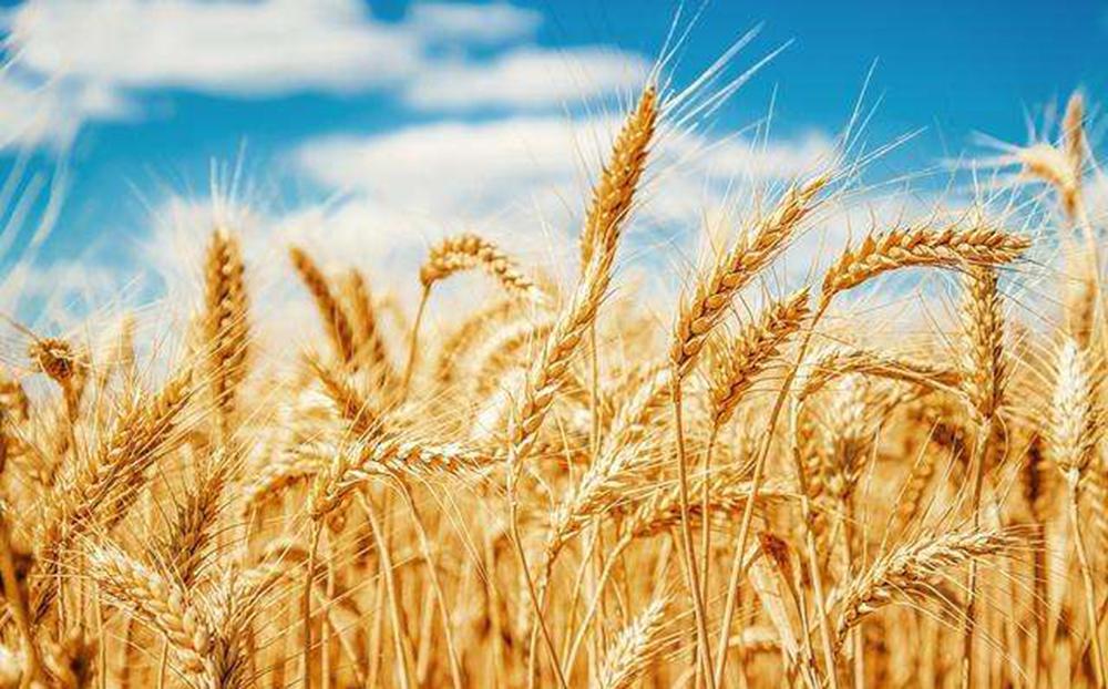 芒種的說(shuō)說(shuō)文案「精選29句推薦」