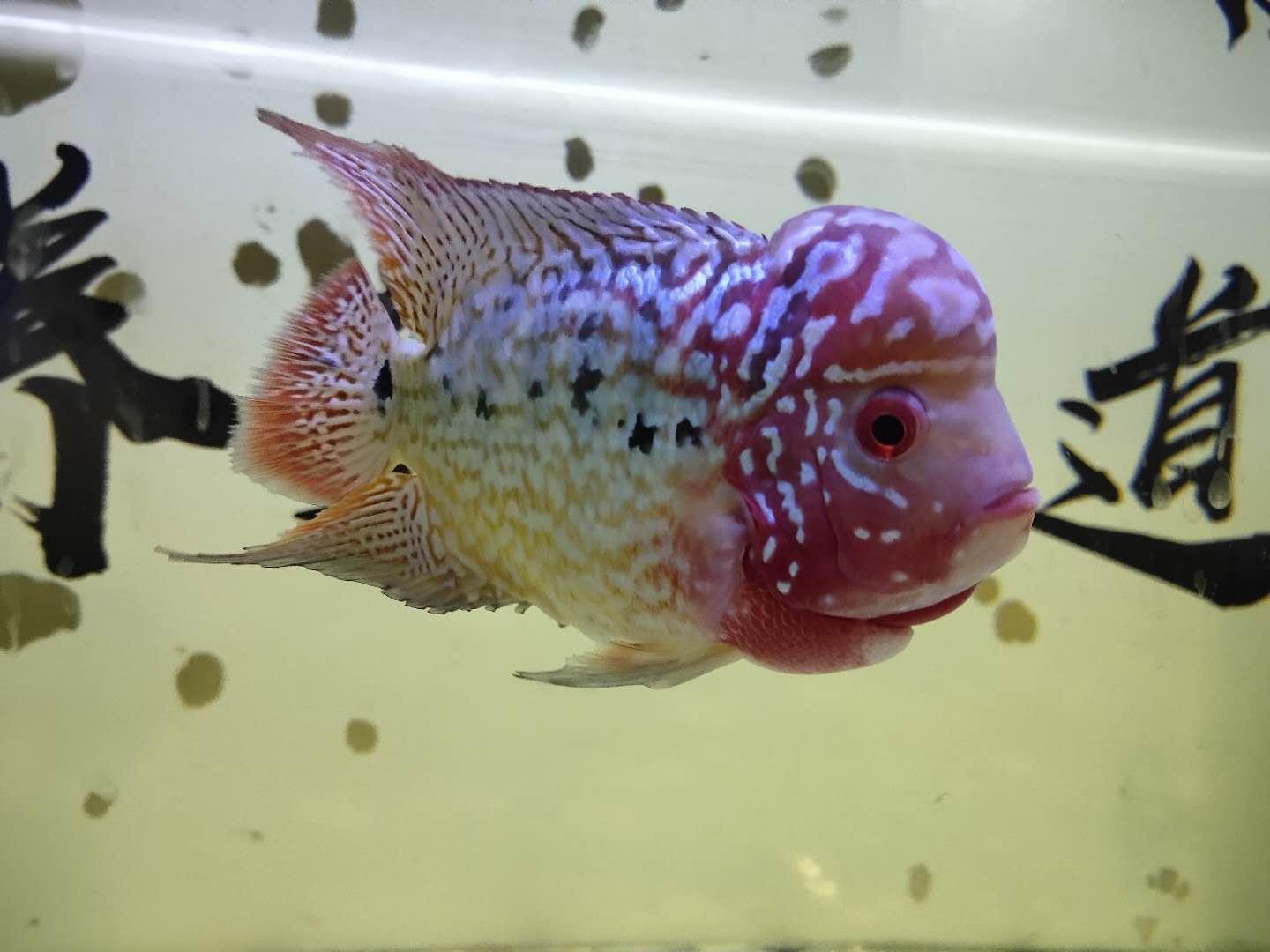 羅漢魚一般壽命有多長(zhǎng)(羅漢魚的壽命有多久)