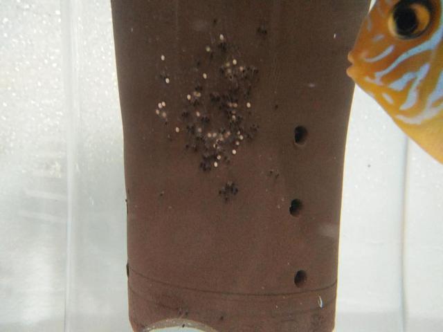 迷你鸚鵡魚每個階段喂什么？(鸚鵡魚吃什么)