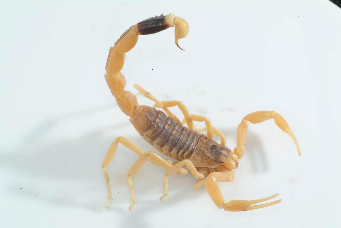 世界十大毒王第一名(世界上最毒的動物)